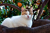 Hania, the Akrotiri peninsula. Ayía Triádha monastery, cats appear to be the only life in the monastery.